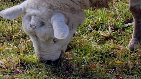 Nahaufnahme-Von-Schafen,-Die-An-Einem-Sonnigen-Tag-Gras-Auf-Der-Grünen-Wiese-Fressen