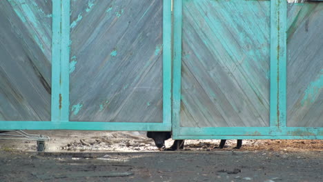 un perro escondiéndose detrás de una puerta de madera de azul azulado