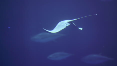 pelagic stingray swims alone away into the blue
