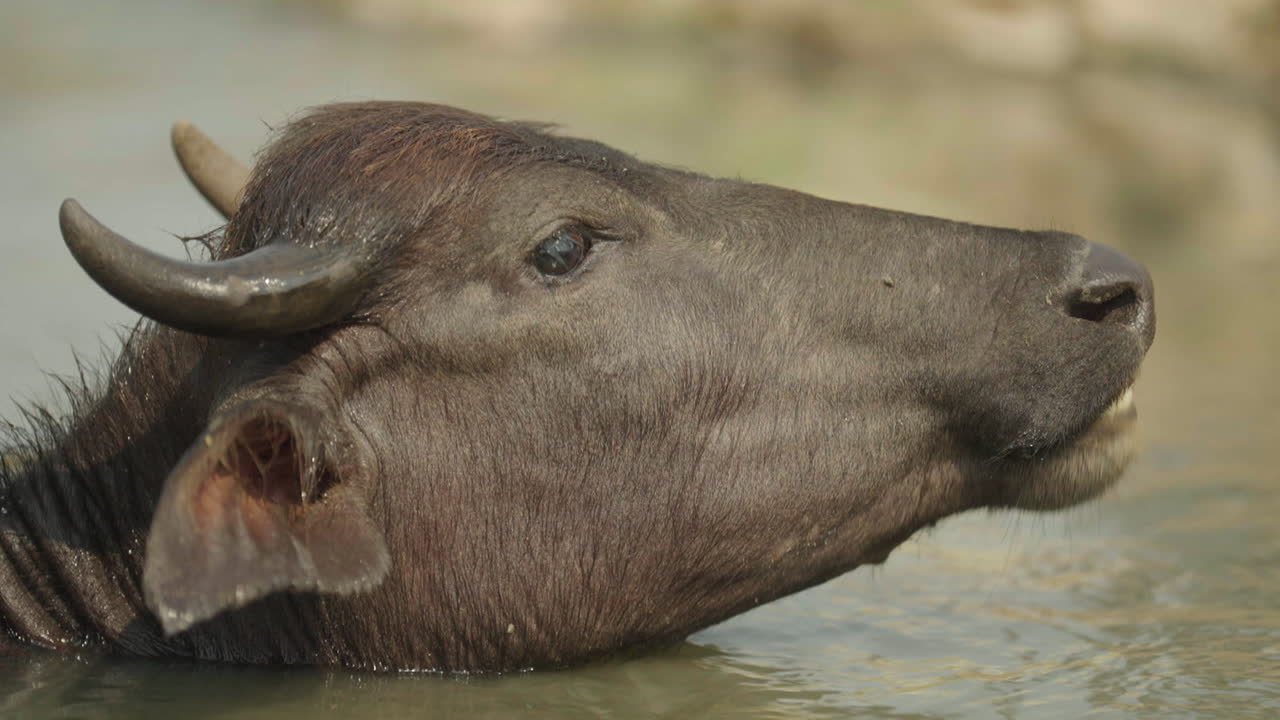 Water Buffalo in a Water