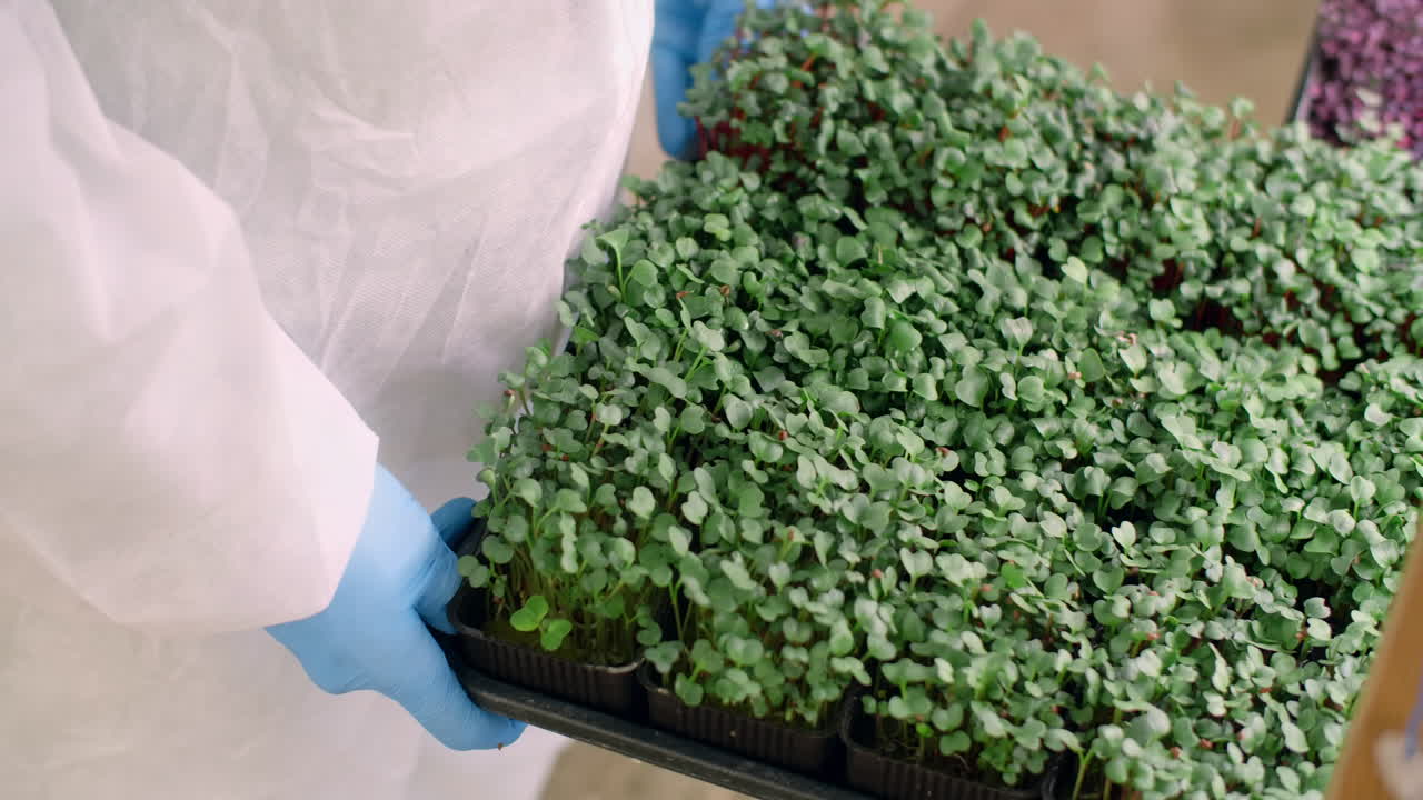 Microgreens Cultivation in a Greenhouse