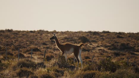 Wildes-Guanako-Wandern-Auf-Der-Halbinsel-Valdes-In-Der-Provinz-Chubut,-Argentinien