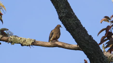 A-mourning-dove-preening-and-looking-around-on-a-large-branch