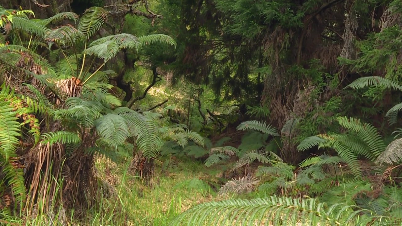 Üppige tropische Regenwaldlandschaft mit riesigen Farnen im Waikamoi Preserve, Maui.