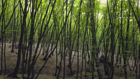 caminando por un sendero forestal