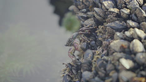 crab hangs onto mussels sideways, close up