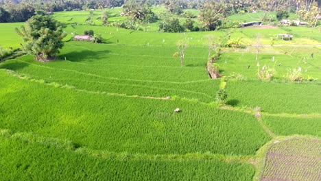 Vista-Aérea-Volando-Sobre-Campos-De-Arroz-En-Ubud,-Bali,-Indonesia,-Cultivo-De-Arroz-En-La-Jungla