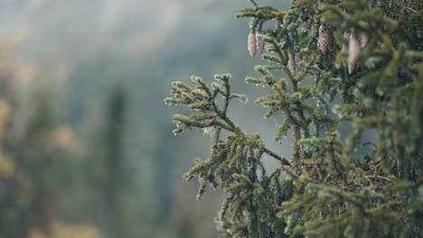 a close-up shot of the young pine trees