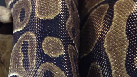 Close-up view of snake scales