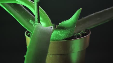 aloe vera potted plant