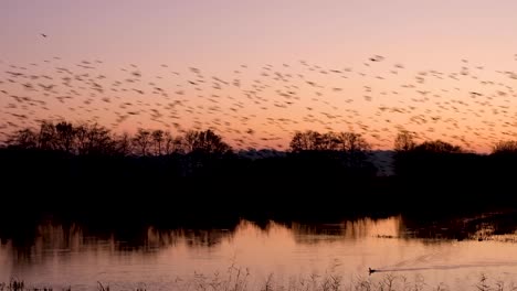 Massive-flock-of-starling-birds-flying-home-to-roost-in-reeds-during-beautiful-sunset-reflecting-over-lake-in-rural-countryside-of-Somerset,-England