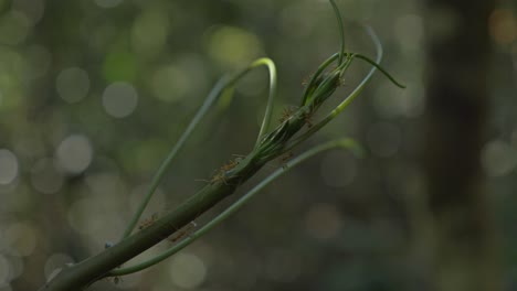 Nahaufnahme-Von-Feuerameisen-An-Der-Spitze-Eines-Weichen-Grünen-Stiels-In-Der-Wildnis-In-Whitsundays,-Queensland