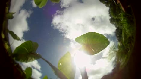 Pov-Vom-Boden-Eines-Teiches-Oder-Baches-Mit-Blättern-Oben-Und-Dem-Himmel