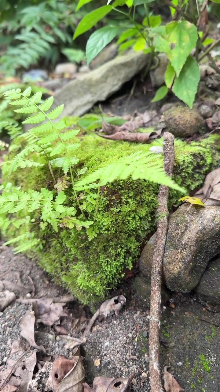 Piccola felce che cresce su una roccia muschiosa nella foresta