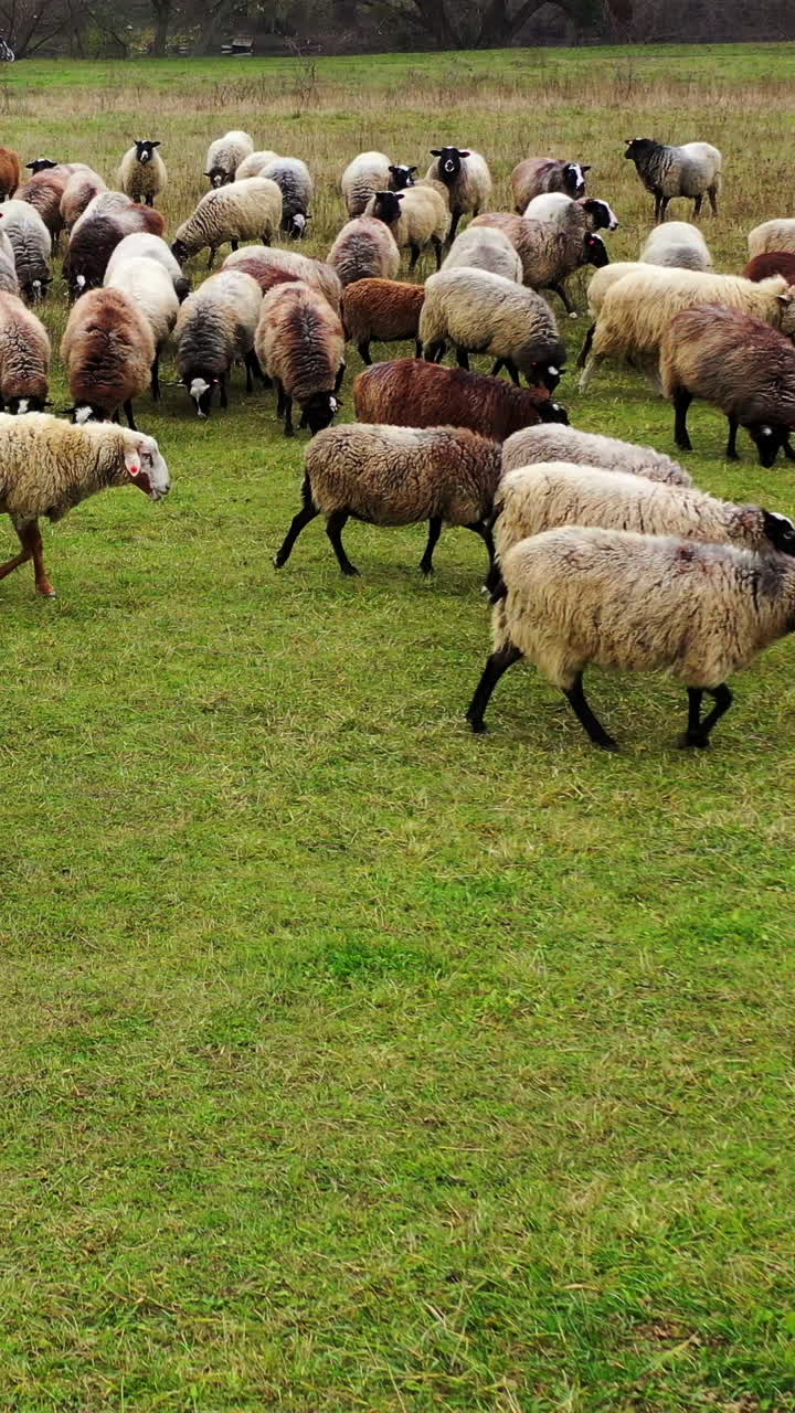 Many sheep grazing. Herd of beautiful well-groomed sheep eating grass on pasture. Brown and white fluffy domestic animals outdoors. Vertical video