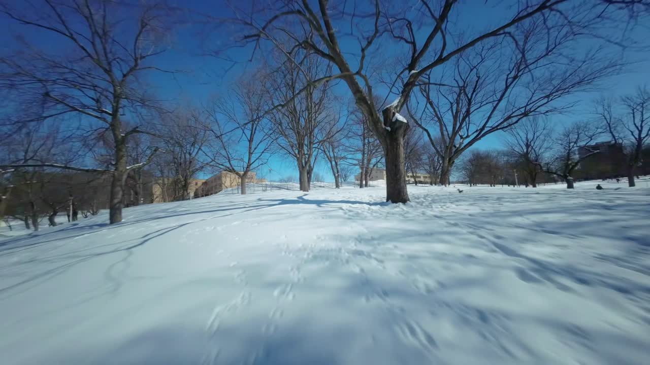 몬트리올의 파크 라 폰테인 (parc la fontaine) 에서 눈 인 땅 근처에서 날아다니는 fpv 드론, 벌거벗은 건조한 나무들 사이를 능숙하게 짜는.