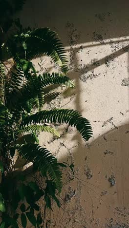 fern plant with shadows on a beige wall