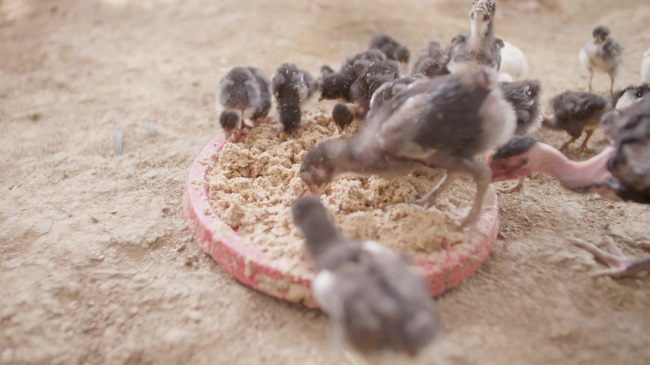 Human hand mixes feed while bare neck chickens peck around the shallow tray.