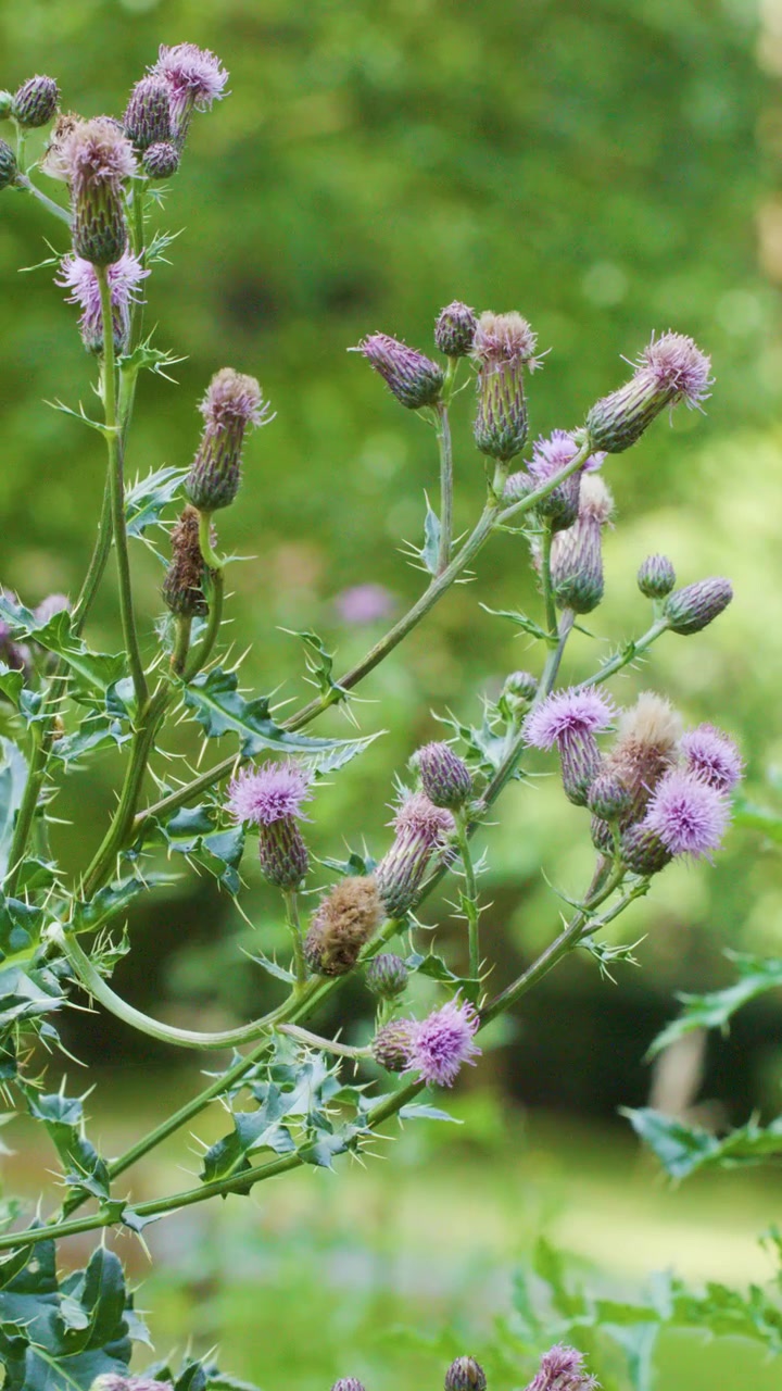 Fiori di cardo viola ondeggiano al vento leggero, luce diurna intensa, bassa profondità di campo, ambiente naturale.