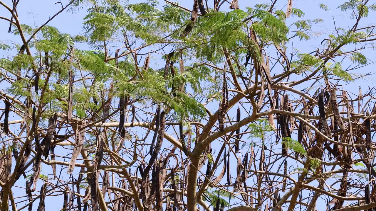 Monkey pod tree branches sway in wind, green leaves and long seed pods, bright daylight