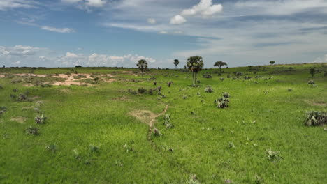 group of elephants walking in grassland landscape in uganda, africa