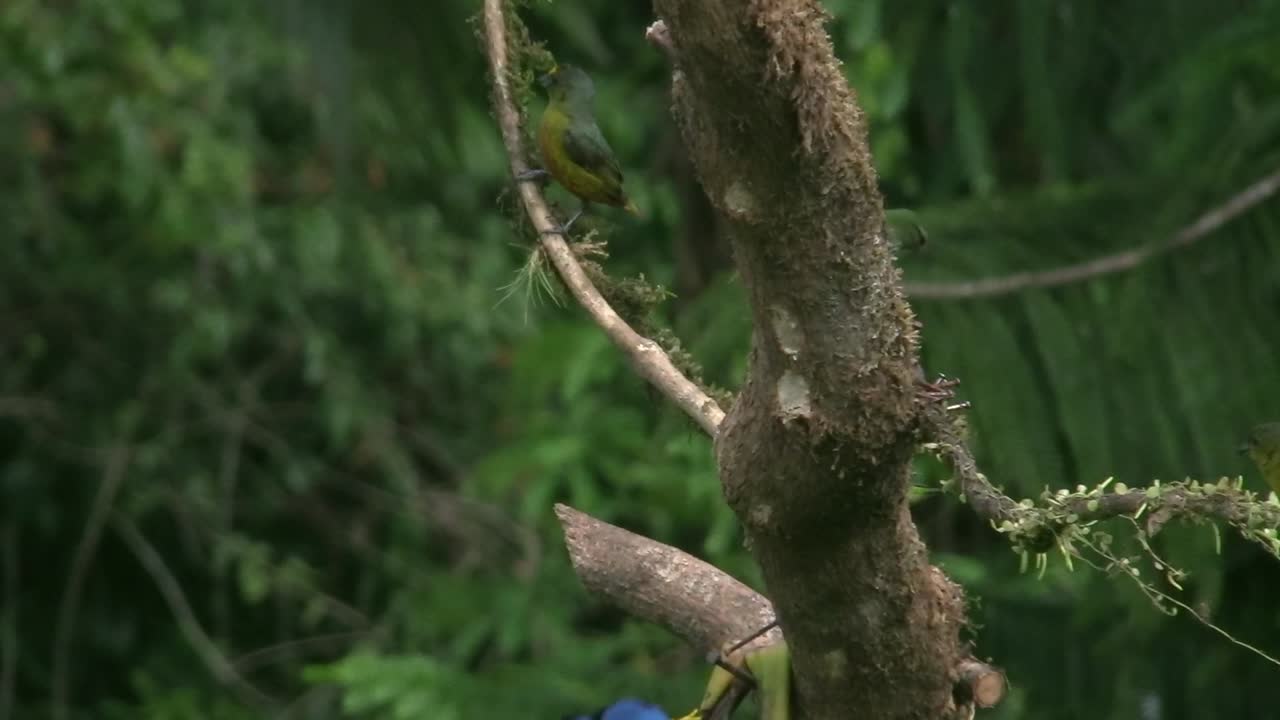 아름답게 반짝이는 파란색과 갈색의 수컷과 암컷 허니크리퍼 새가 나뭇가지에 앉아 있습니다.