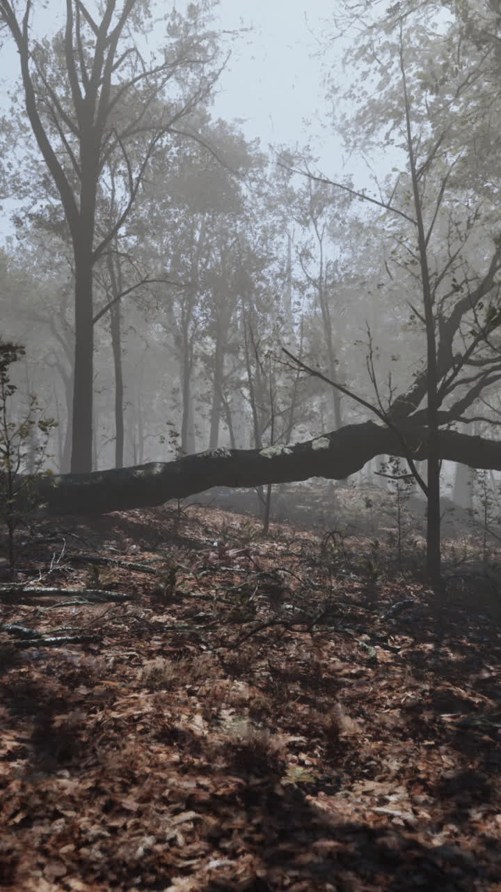 쓰러진 나무가 있는 안개 숲