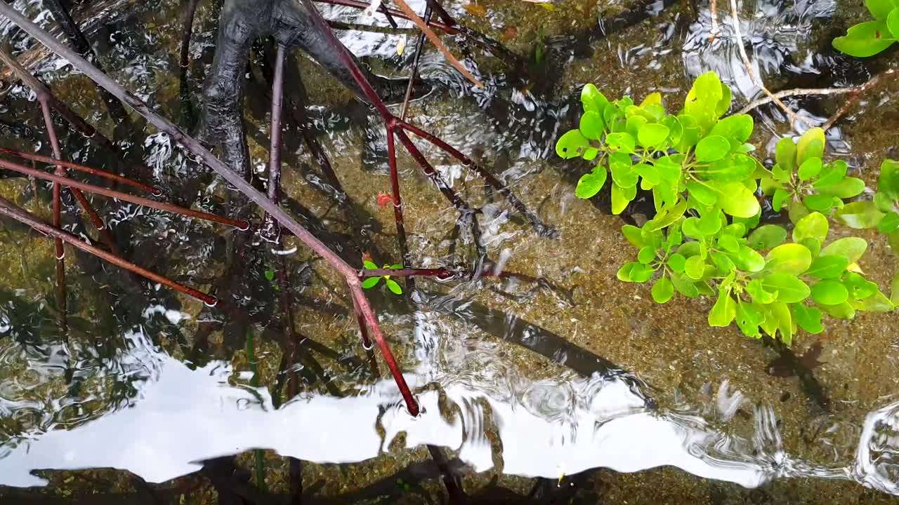 Close up view of mangrove habitat with green leaves and roots in shallow crystal clear water along coastal ocean destination