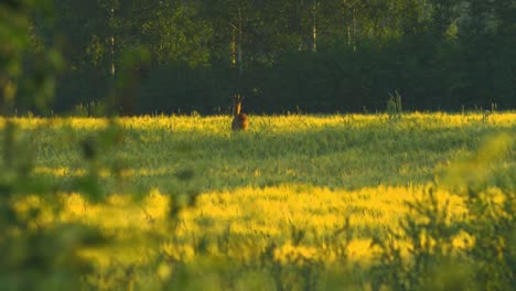 Wild-European-roe-deer-buck-eating-in-barley-field-in-sunny-summer-evening,-medium-shot-from-a-distance