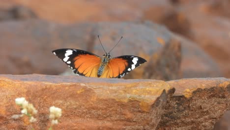 butterfly - relaxing - yellow wings
