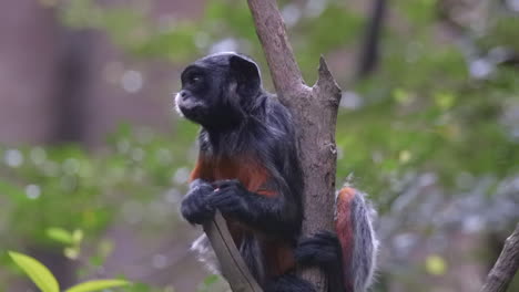 red bellied tamarin eating on tree branch