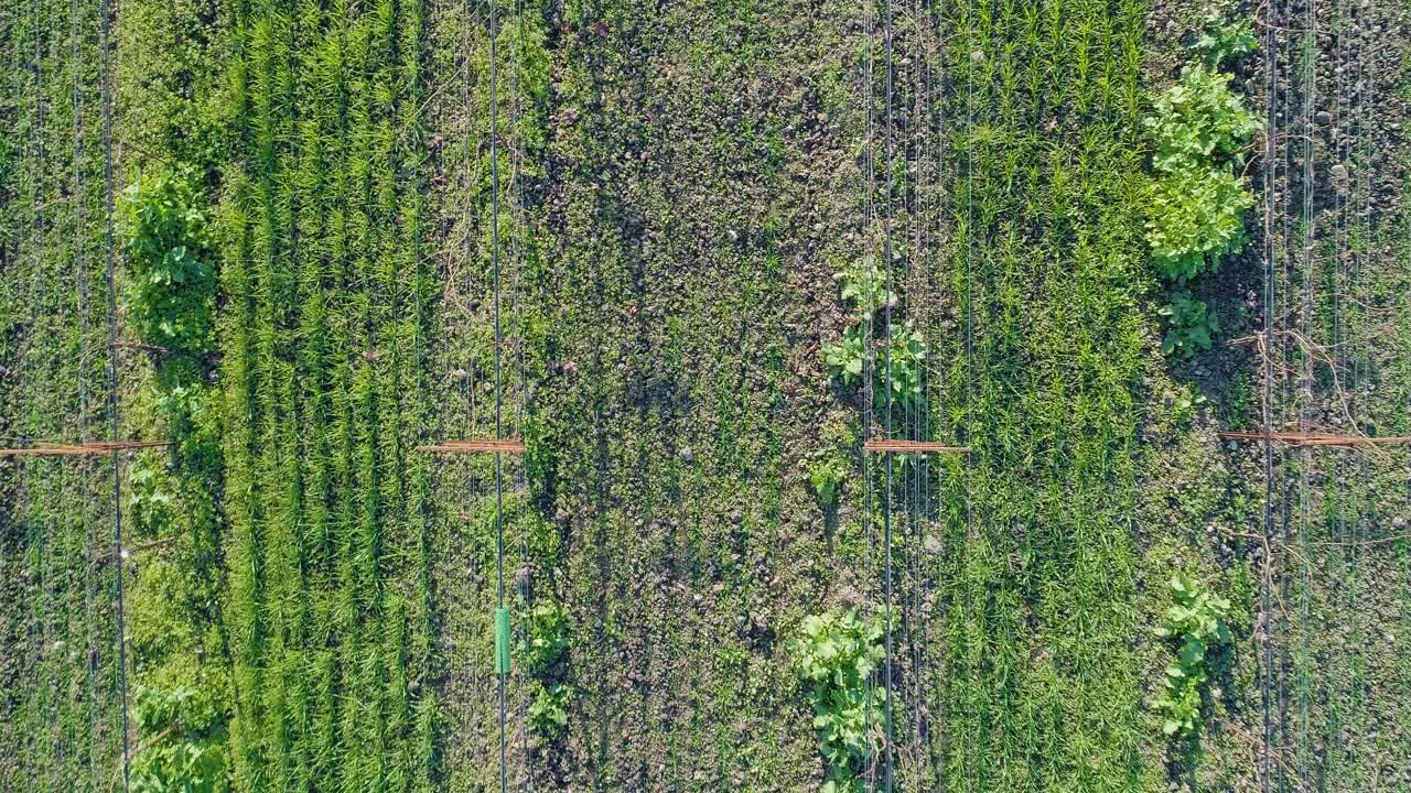 해가 지는 동안 나파 계곡 에 있는 포도 ⁇  의 눈 으로 보이는 새 들
