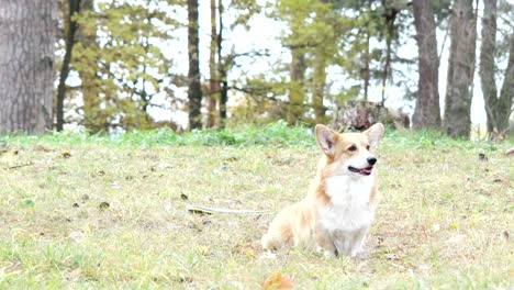 el corgi galés en el césped