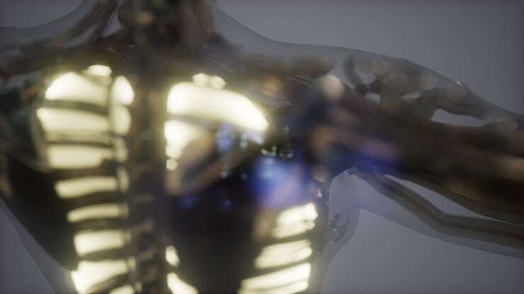 Human Body with Visible Lungs