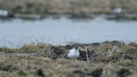 gaviota de cabeza negra caminando en el campo en busca de comida comiendo migración de primavera