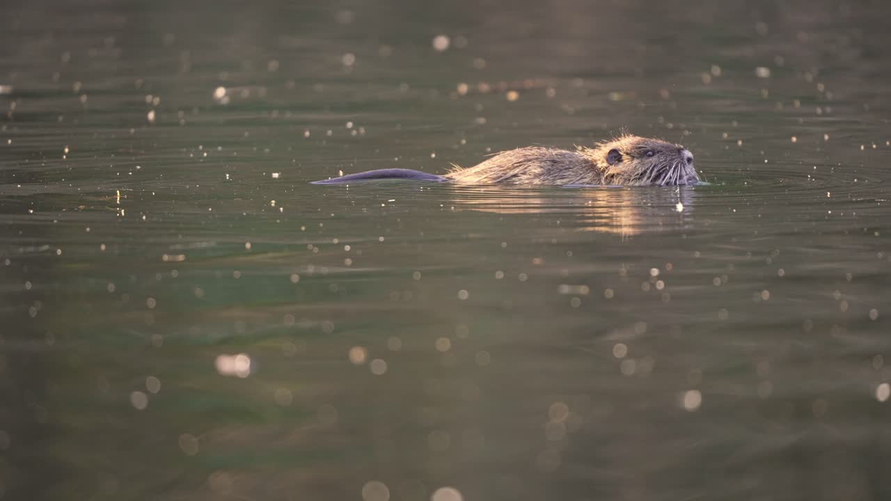 Sweet young Nutria Beaver resting in natural pond and drinking water during sun - 4K medium shot