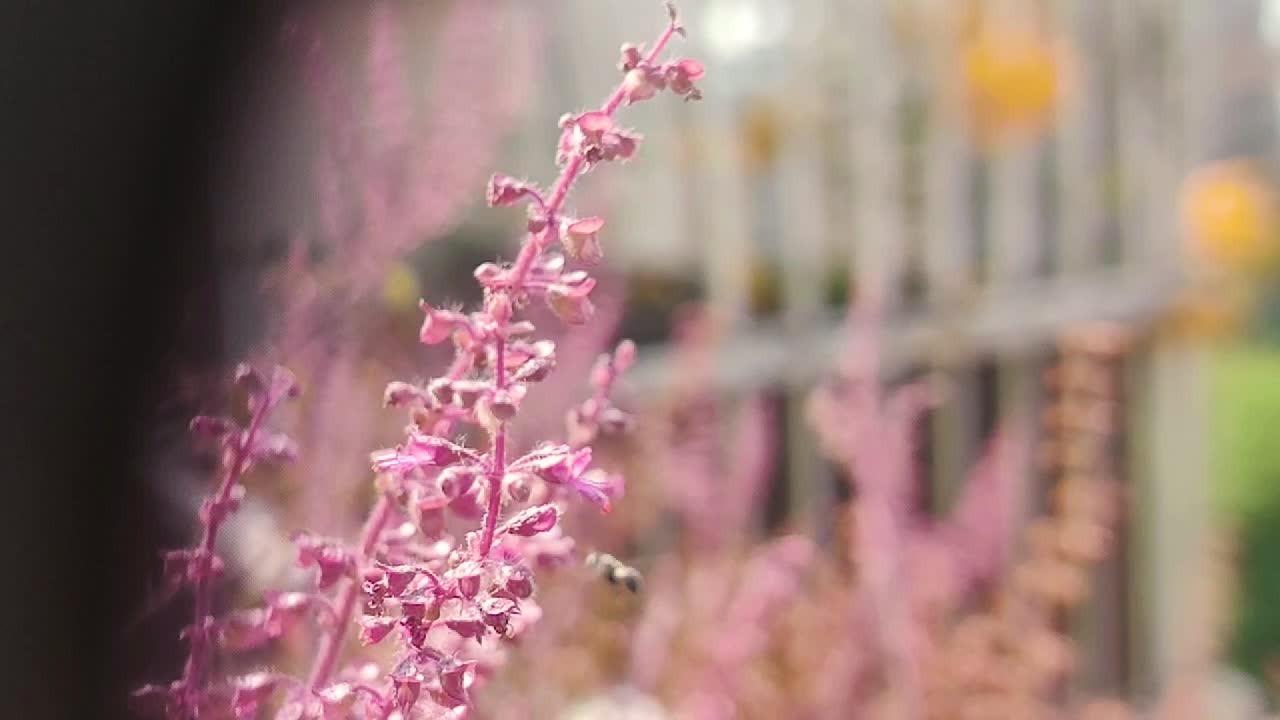 Tiny stingless bee flying around and pollinating some little purple flowers slow motion