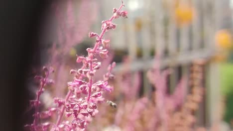 tiny stingless bee flying around and pollinating some little purple flowers slow motion