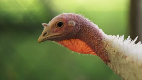 vista cercana de la cabeza y el cuello de un pavo