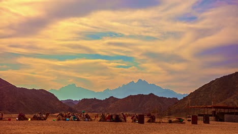 camels in egypt's arid desert landscape waiting to take tourists for a ride - cloudscape time lapse