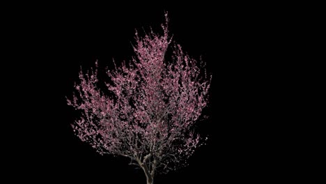 Prunus Isolated Tree