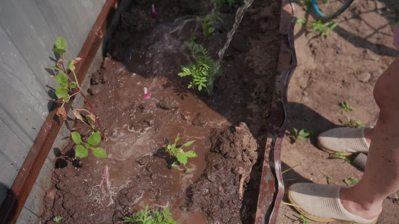 TopDown Seedling Bed Being Watered, Gardener Tending Young Vegetable Starts With Hose, Soil Dark And Moist, Rows Of New Plants, Hands And Boots Visible, Careful Irrigation For Early Growth