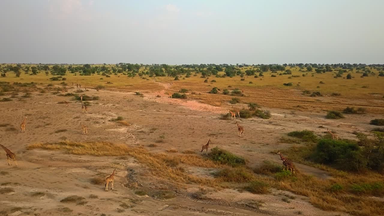 Aerial panorama of giraffes (Giraffa camelopardalis rothschildi) grazing on the savanna plains of Murchison Falls National Park, Uganda. Dry landscape dotted with bushes and African vegetation