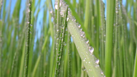 green grass close-up super macro shooting.