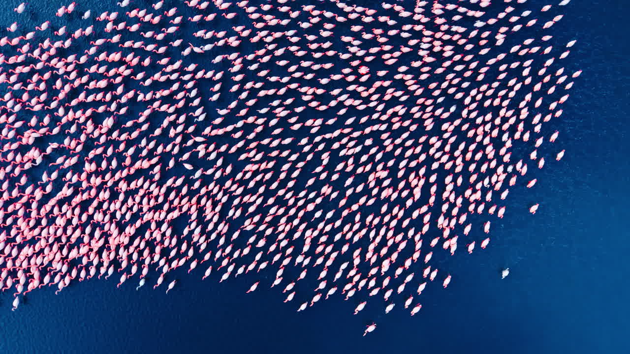 Prospettiva aerea dall'alto di un grande gruppo di fenicotteri che nuota in acqua blu scuro. Stormo di fenicotteri rosa che nuota nel lago.