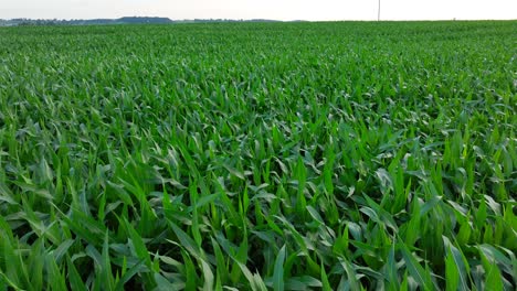 Campo-De-Maíz-Denso-Y-Verde-Que-Se-Extiende-Hasta-El-Horizonte-Bajo-Un-Cielo-Despejado