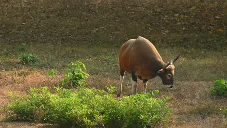 Banteng,-Bos-javanicus,-4K-footage,-Huai-Kha-Kaeng-Wildlife-Sanctuary,-Thailand