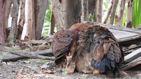 female hen relaxing in tree