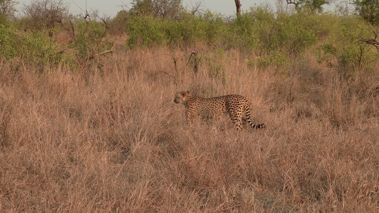 Wide shot of Cheetah brothers moving together through the Savannahs of Kruger
