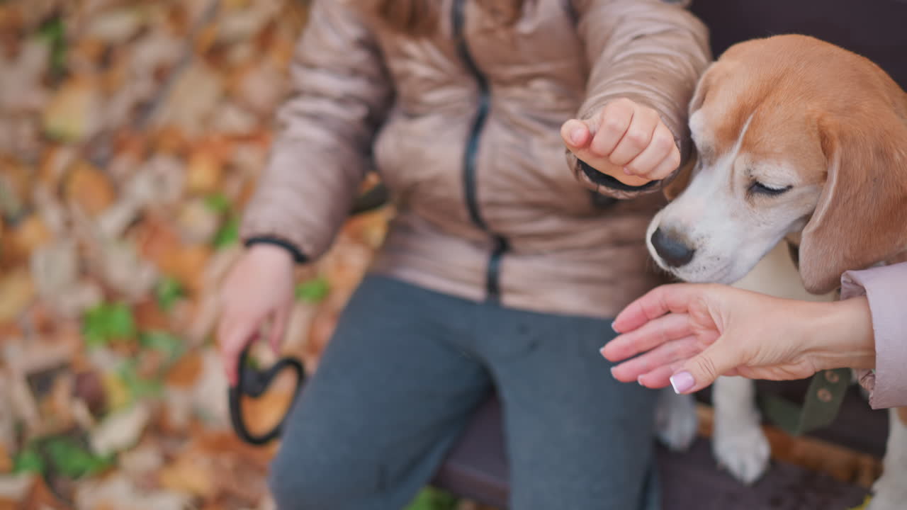Closeup of woman stretching hand with water-filled cup toward kid as cheerful beagle nudges it and jumps down from bench on leash, surrounded by colorful fallen autumn leaves in cozy outdoor park